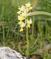 Orchis pauciflora Spilli 220411 (134)