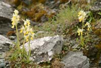 Orchis pauciflora Spilli 220411 (158)
