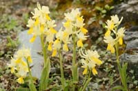 Orchis pauciflora Spilli 220411 (159)