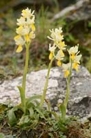 Orchis pauciflora Spilli 220411 (160)
