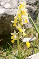 Orchis pauciflora Spilli 220411 (183)