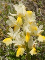 Orchis pauciflora Spilli 220411 (185)