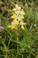 Orchis pauciflora Spilli 220411 (48)
