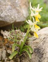 Orchis pauciflora Spilli 220411 (78)