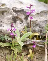 Orchis quadripunctata Spilli 220411 (126)