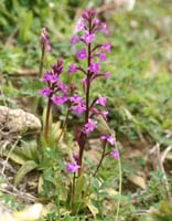 Orchis quadripunctata Spilli 220411 (127)