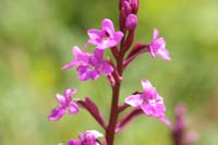 Orchis quadripunctata Spilli 220411 (129)