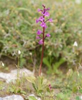 Orchis quadripunctata Spilli 220411 (131)