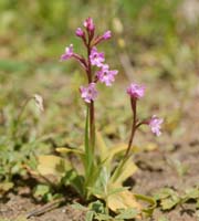 Orchis quadripunctata Spilli 220411 (132)