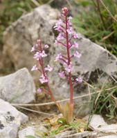 Orchis quadripunctata Spilli 220411 (137)