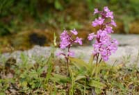 Orchis quadripunctata Spilli 220411 (165)