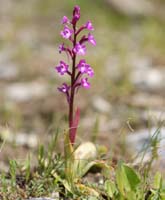 Orchis quadripunctata Spilli 220411 (188)