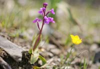 Orchis quadripunctata Spilli 220411 (189)