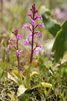 Orchis quadripunctata Spilli 220411 (190)