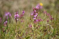 Orchis quadripunctata Spilli 220411 (191)