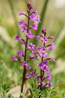 Orchis quadripunctata Spilli 220411 (197)