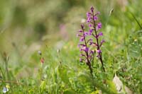 Orchis quadripunctata Spilli 220411 (213)