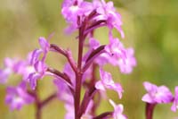 Orchis quadripunctata Spilli 220411 (323)