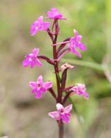 Orchis quadripunctata Spilli 220411 (58)