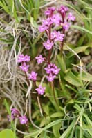 Orchis quadripunctata Spilli 220411 (90)