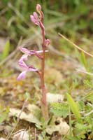 Orchis sitiaca Spilli 220411 (1)