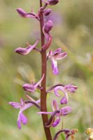 Orchis sitiaca Spilli 220411 (149)