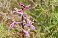 Orchis sitiaca Spilli 220411 (306)