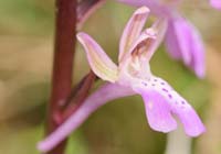 Orchis sitiaca Spilli 220411 (310)
