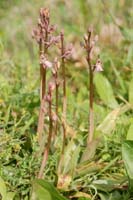 Orchis sitiaca Spilli 220411 (312)