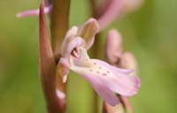 Orchis sitiaca Spilli 220411 (313)