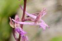 Orchis sitiaca Spilli 220411 (317)
