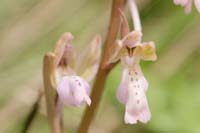 Orchis sitiaca Spilli 220411 (318)