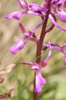 Orchis sitiaca Spilli 220411 (319)