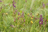 Serapias lingua & Anacamptis laxiflora Spilli 220411 (33)