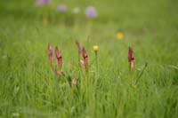 Serapias lingua Spilli 220411 (24)