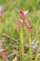 Serapias lingua Spilli 220411 (3)