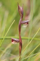 Serapias lingua Spilli 220411 (328)