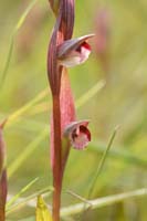 Serapias lingua Spilli 220411 (329)