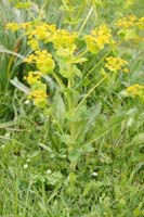 Smyrnium perfoliatum Spilli 220411 (179)