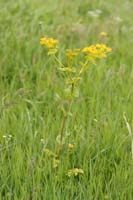 Smyrnium perfoliatum Spilli 220411 (31)