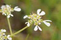 Tordylium apulum Spilli 220411 (167)