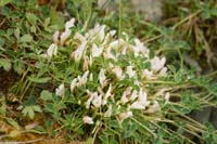 Trifolium uniflorum Spilli 220411 (162)