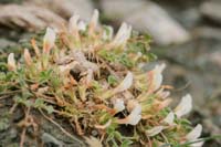 Trifolium uniflorum Spilli 220411 (169)