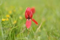 Tulipa doerfleri  Spilli 220411 (36)