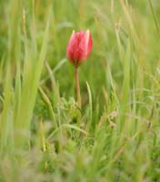 Tulipa doerfleri  Spilli 220411 (37)