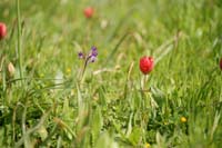 Tulipa doerfleri & Anacamptis boryi Spilli 220411 (287)
