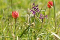 Tulipa doerfleri & Anacamptis boryi Spilli 220411 (288)