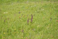 Tulipa doerfleri & Anacamptis laxiflora Spilli 220411 (38)