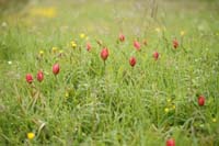 Tulipa doerfleri Spilli 220411 (110)