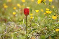 Tulipa doerfleri Spilli 220411 (209)